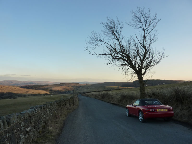 Mazda and Tree